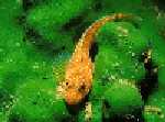 Groppe